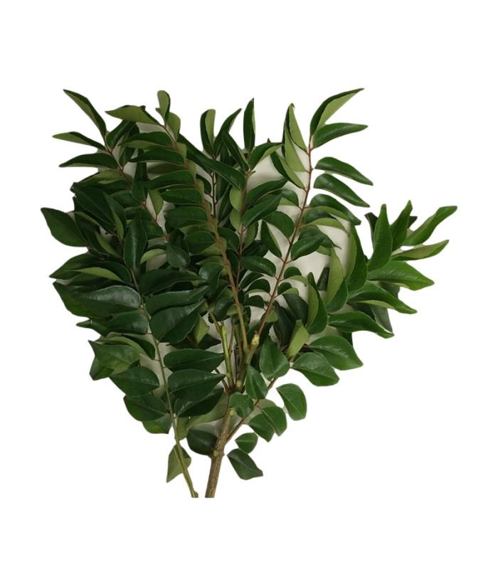 Fresh Curry leaves -50g Fresh Curry leaves -50g