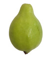 Frisches Guava - 1 Stück