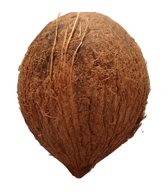 Fresh coconut Fresh coconut